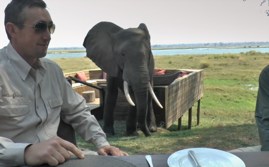 Δεν είναι απλή υπόθεση να αποφασίσεις να φας πρωινό δίπλα σε έναν ελέφαντα