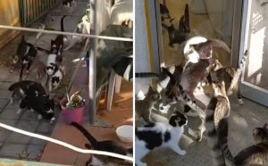 Ούτε μία, ούτε δύο αλλά 24: Γάτες τρέχουν για να φάνε το πρωινό τους – Το βίντεο στο TikTok με τα 3,9 εκατ. views