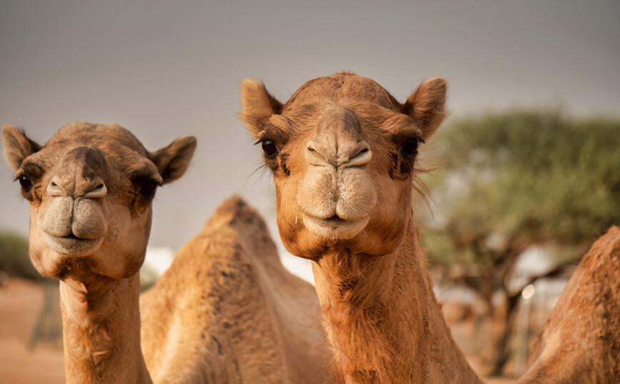 Σαουδική Αραβία: Καμήλες αποκλείστηκαν από διαγωνισμό ομορφιάς λόγω… μπότοξ