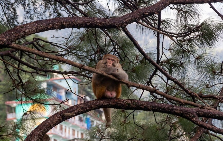 Ινδία: Μυστήριο σχέδιο εκδίκησης – Μαϊμούδες σκότωσαν 250 κουτάβια