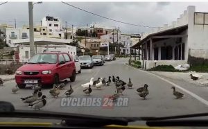 Σύρος: Κυκλοφοριακό κομφούζιο προκάλεσαν… πάπιες στο νησί – Δείτε το βίντεο