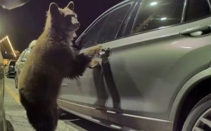 Αρκούδα… προσπαθεί να ανοίξει πόρτα αυτοκινήτου