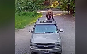 Αρκούδα κολλημένη με το SUV