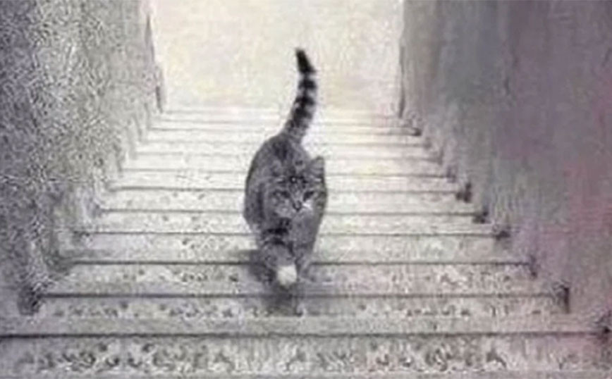 Η φωτογραφία με τη γάτα και τις σκάλες που μπερδεύει 
