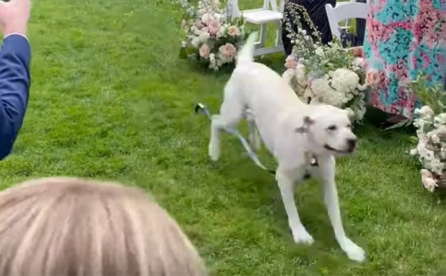 Σκύλος κλέβει με τον δικό του τρόπο την παράσταση σε γάμο
