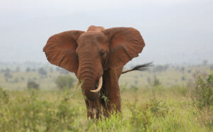 Ένας «ελέφαντας»… 3 εκατοστά