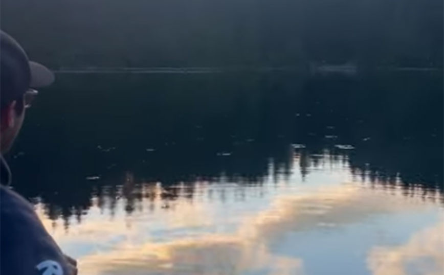Έντομα σε λίμνη… κινούνται με τον ήχο της κιθάρας