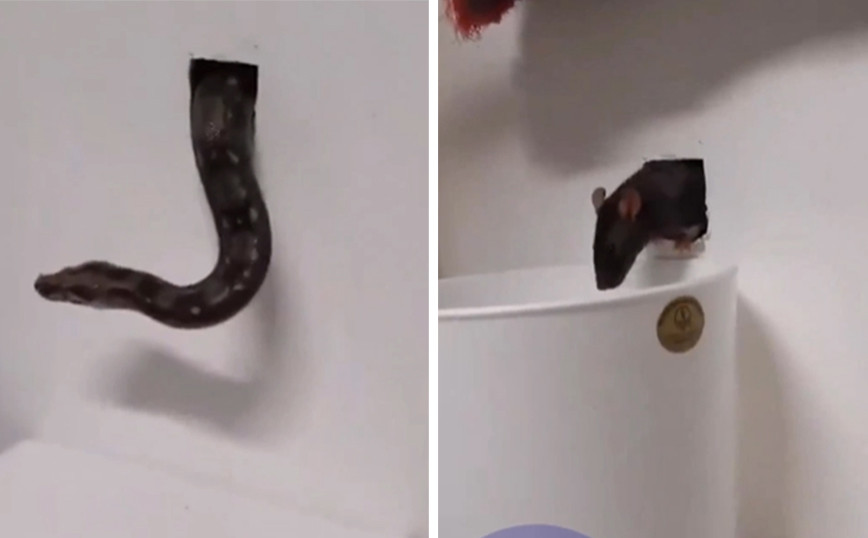 Ο… περίεργος τρόπος για να απαλλαγείτε από τα ποντίκια – Χρειάζονται μία σκούπα, ένας κουβάς και ένα φίδι