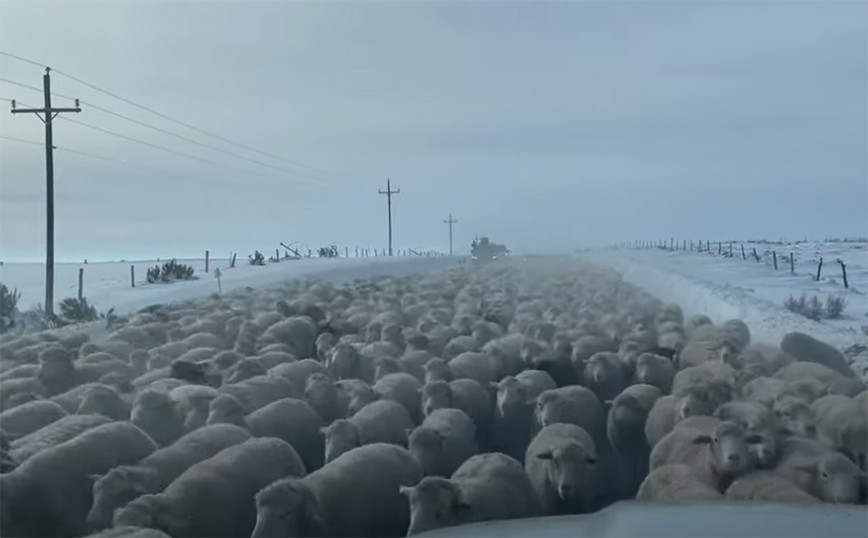 Κοπάδι με πρόβατα βγαίνει στο δρόμο και μοιάζει… ατελείωτο