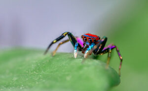 Η αράχνη που μοιάζει να έχει ντυθεί αποκριάτικα