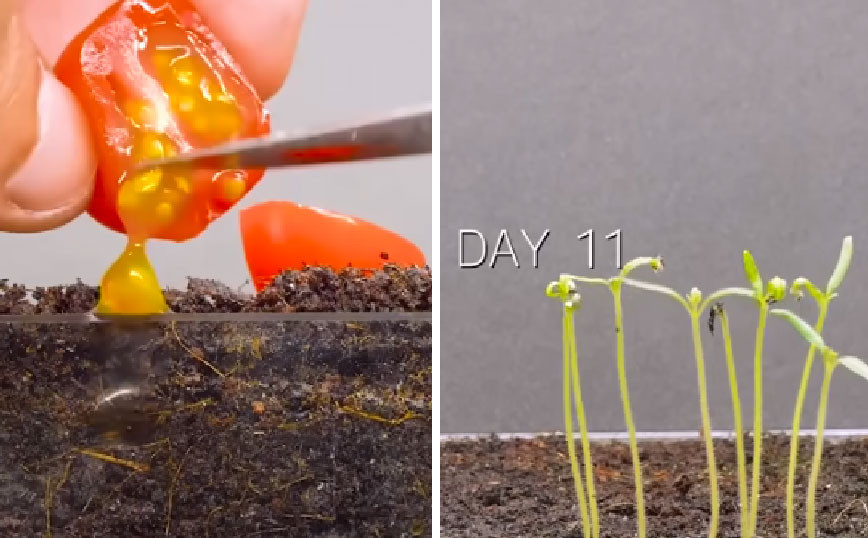 Η καλλιέργεια μιας ντομάτας σε ένα εντυπωσιακό timelapse