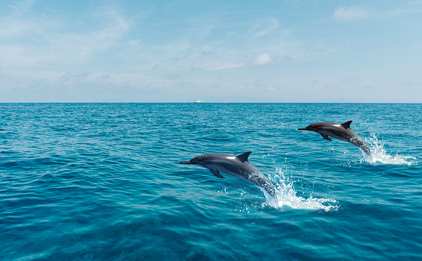 Δύο λόγοι για τους οποίους τα δελφίνια πηδούν έξω από το νερό
