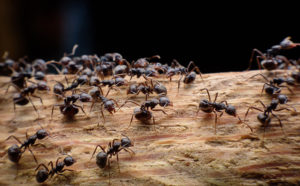 Γερμανία: Η σεξουαλική δραστηριότητα μυρμηγκιών έριξε το ίντερνετ ενός ολόκληρου χωριού