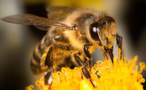 Πέντε πράγματα που ίσως δεν γνωρίζετε για τις μέλισσες