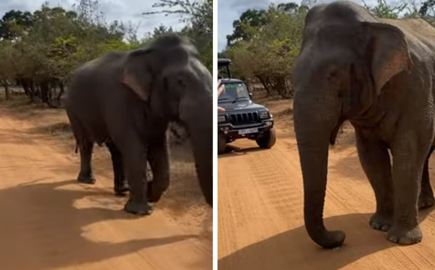 Ελέφαντας… δοκιμάζει κινητό αλλά τελικά δεν είναι τόσο νόστιμο
