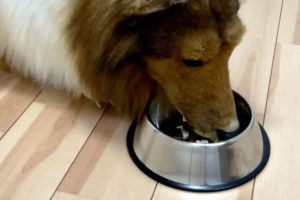 Ο άνθρωπος που μεταμορφώθηκε σε σκύλο δείχνει τώρα πώς τρώει – «Θα προσπαθήσω να τρώω σκυλοτροφή!»