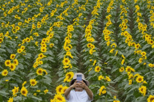 Φάρμα με ηλιοτρόπια στην Αγγλία κάνει έκκληση στους επισκέπτες να μην γδύνονται για να φωτογραφηθούν...