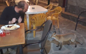 Ναυπακτία: Γνωρίστε την «Κυρά Μάρω» – Η αλεπού που πηγαίνει βόλτα στο καφενείο του χωριού για να… τσ...