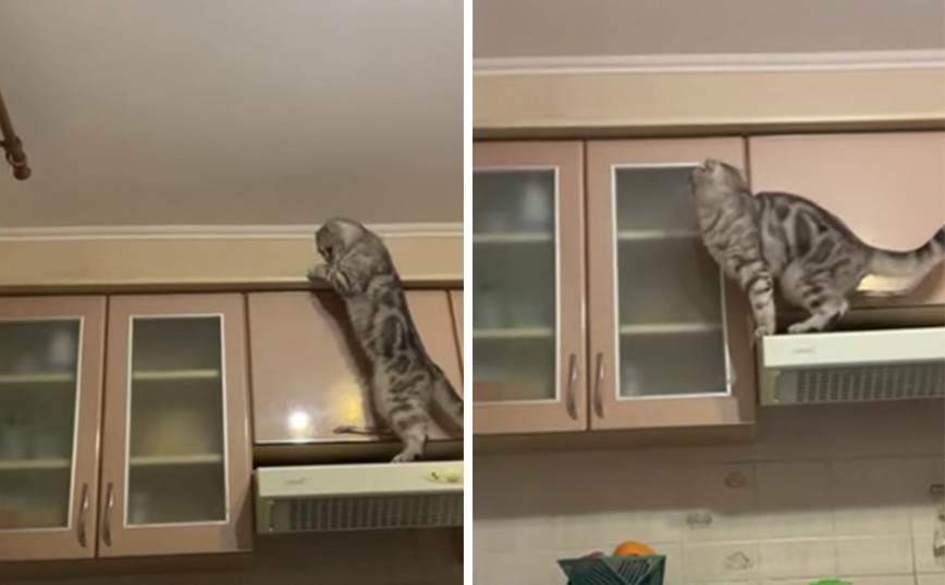 Μια γάτα στην κουζίνα δεν είναι πάντα καλή ιδέα