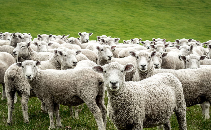 Κτηνοτρόφος προσέλαβε ιδιωτικό ελικόπτερο για να σώσει τα πρόβατά του που εγκλωβίστηκαν σε χαράδρα –...