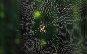 Παράξενες πληροφορίες που ίσως δεν γνωρίζατε για τις αράχνες