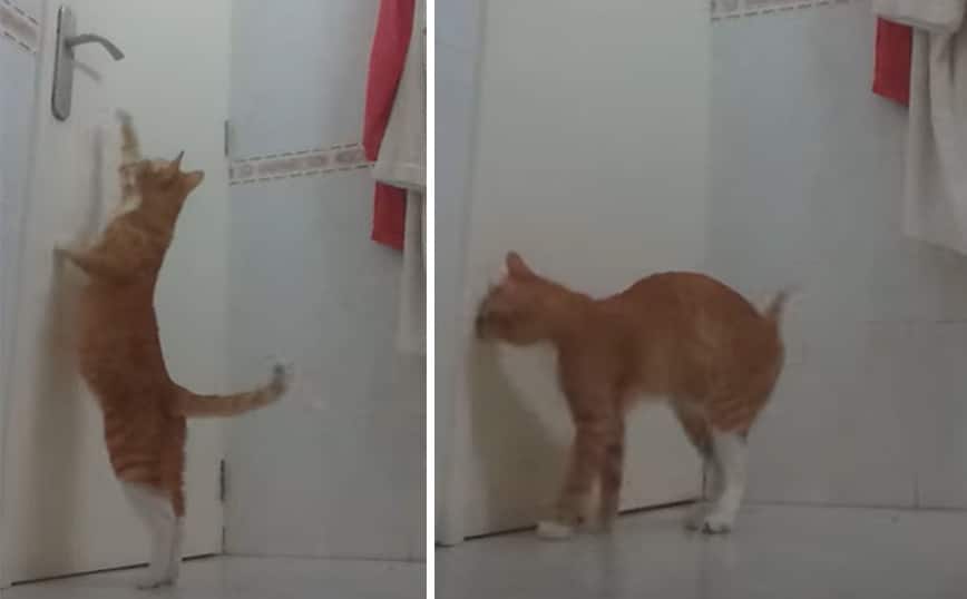 Γάτα βρίσκει τον τρόπο και ανοίγει πόρτα… σαν άνθρωπος