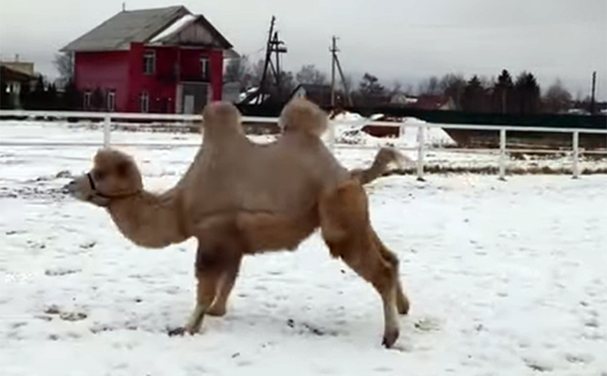 Καμήλα βλέπει χιόνι για πρώτη φορά