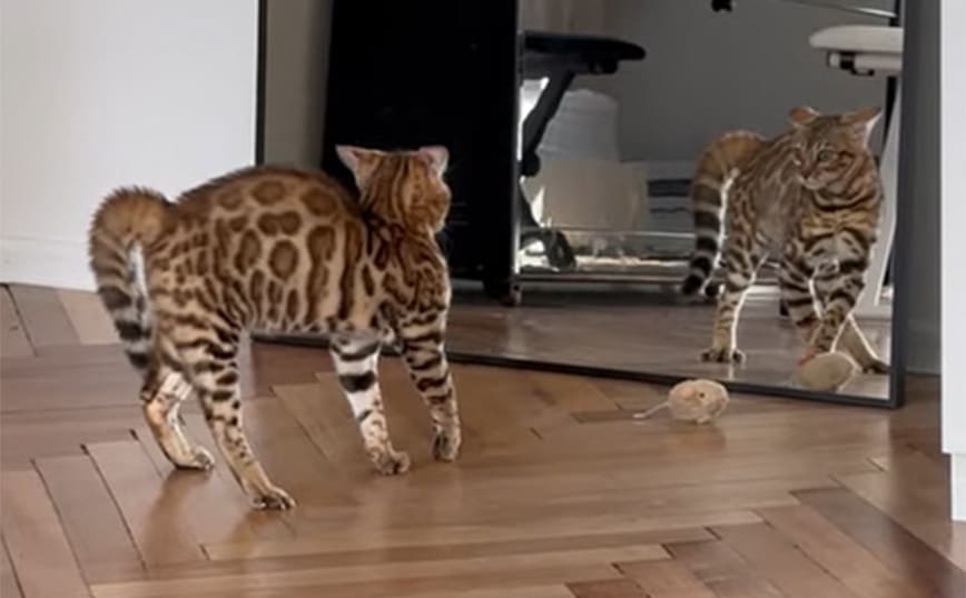 Γάτα βλέπει τον εαυτό της στον καθρέφτη και… κοκκαλώνει