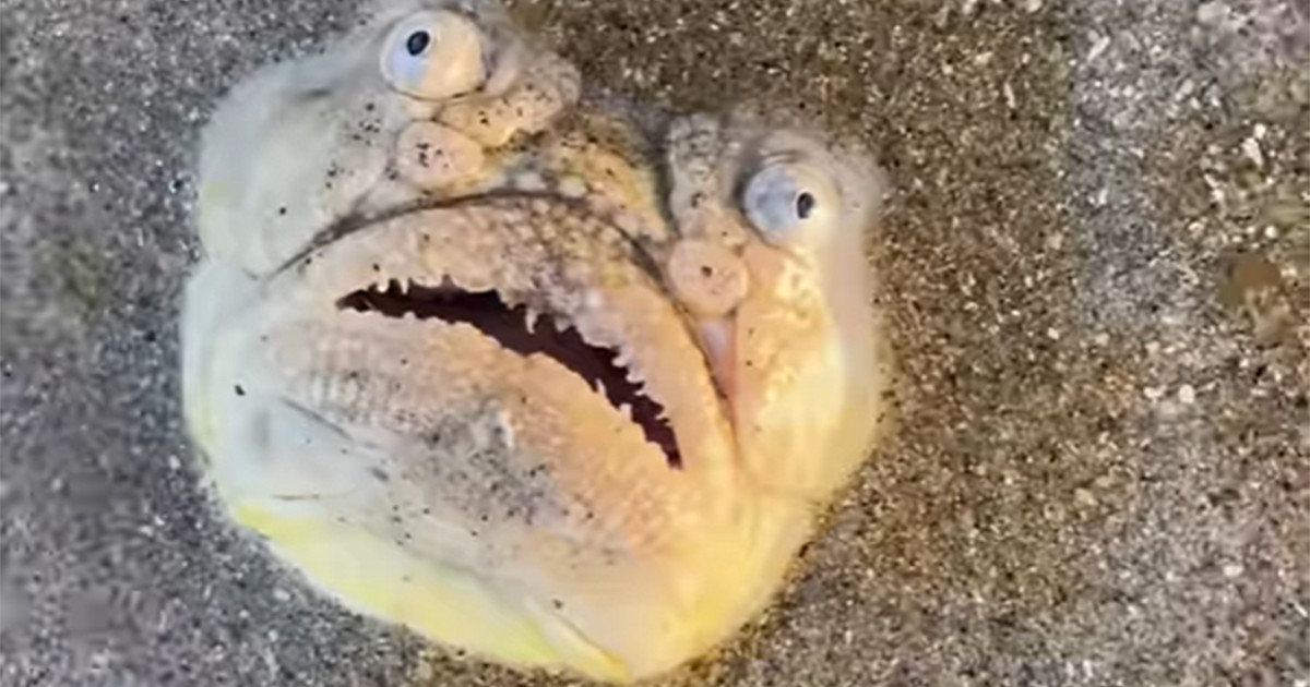 Το ψάρι με το «τρομακτικό πρόσωπο» που προκάλεσε χαμό στα κοινωνικά δίκτυα