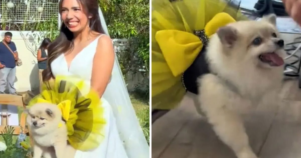 Νύφη πήγε στο γάμο της με σκύλο στα χέρια αντί για ανθοδέσμη