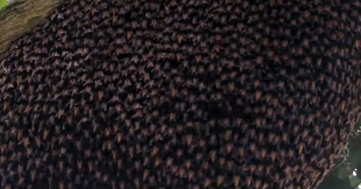 Το εντυπωσιακό αμυντικό κύμα των μελισσών σε βίντεο