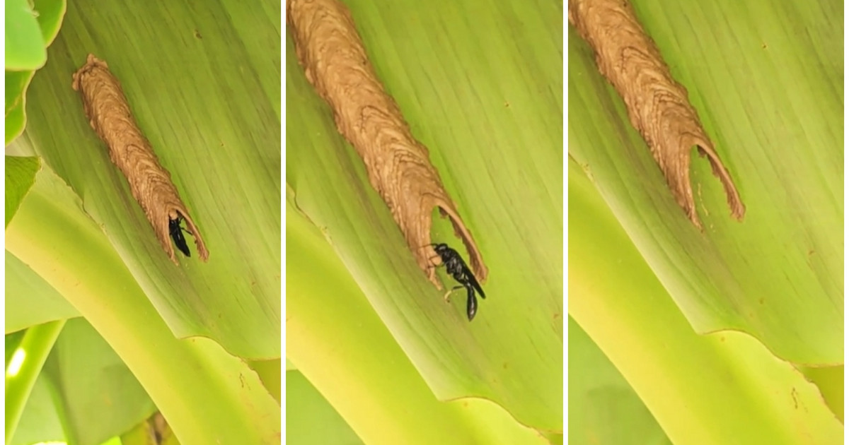 Βίντεο που δείχνει πώς φτιάχνει τη φωλιά της μια σφήκα