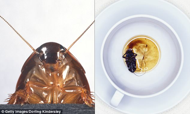Cockroach milk could become a new addition to the superfood craze, with food-conscious Australians opting for a dairy alternative in their morning coffee